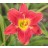 Assyrian Chariot Daylily