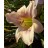 Babylonian Pearl Daylily