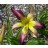 Bali Watercolor Daylily