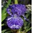 Batik Iris