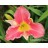 Border Crossing Daylily