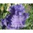 Breakers Iris