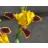 Bumblebee Deelight