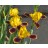 Bumblebee Delight Clump