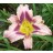 Butterfly Encounter Daylily