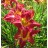 Carmine Monarch Daylily
