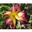 Chief Four Fingers Daylily