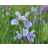 China Spring Siberian Iris