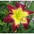Christine Dixon Daylily