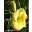 Civil Rights Daylily