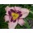 Clarification Daylily
