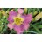 Cobraskin Necktie Daylily