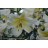 Conca d or Oriental trumpet lily 2 bulbs