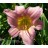 Corryton Pink Daylily