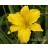 Creepy Crawler Daylily