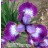 Currier Siberian Iris