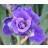 Kaboom Siberian Iris
