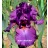 Moby Grape Iris