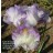 Earl of Essex Iris