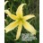 Easy Ned Daylily