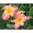 Ember Music Daylily
