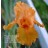Firebreather Iris
