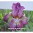 Gibson Girl Iris