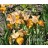 Ginger Twist Siberian Iris