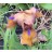 Gingerbread Man Iris