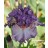 Imbroglio Iris