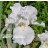 Immortality Iris