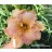 Inherited Wealth Daylily