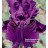 Purple Serenade Iris