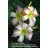 Lee Reinke Daylily
