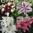 Lily Multipacks