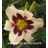 Moonllight Masquerade Daylily