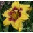 Mount Helena Daylily