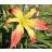 Muscle and Blood Daylily
