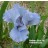 Nassau Blue iris