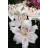 Muscadet Oriental Lily
