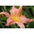 Painted Peach Daylily