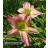 Pink Lavender Appeal Daylily