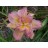 Pink Peppermint Daylily