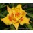 Rockydells Wendi Cherie Daylily
