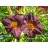 Salieri Daylily