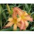 Sammy Daylily