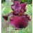 Saturday Night Live Iris