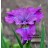 See Ya Later Siberian Iris