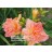 Siloam Double Coral Daylily