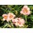 Siloam Merle Kent Daylily